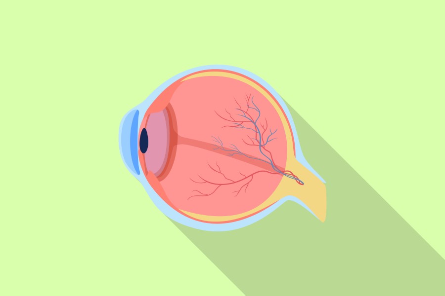 Grafika 2D obrazująca wewnętrzne struktury ludzkiego oka.
