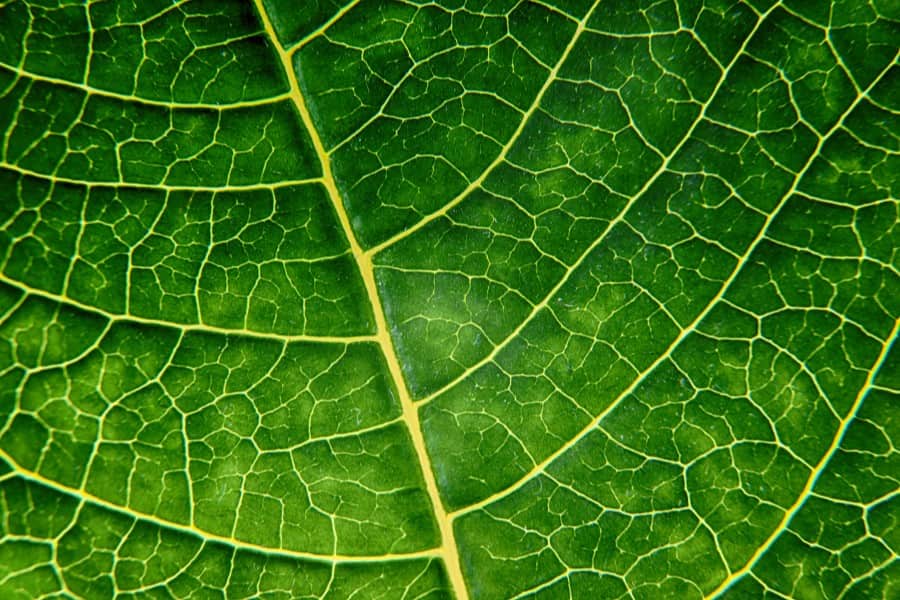 Zdjęcie makro z widoczną strukturą liścia. Za jego zielony kolor odpowiada chlorofil.