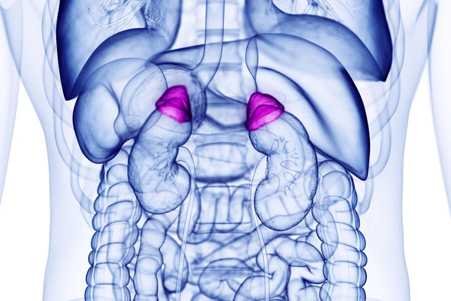Grafika 3D ludzkich organów wewnętrznych, zaznaczonymi nadnerczami, z możliwą chorobą Addisona.