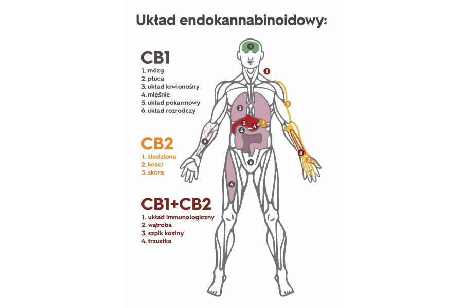 Układ endokannabinoidowy człowieka.