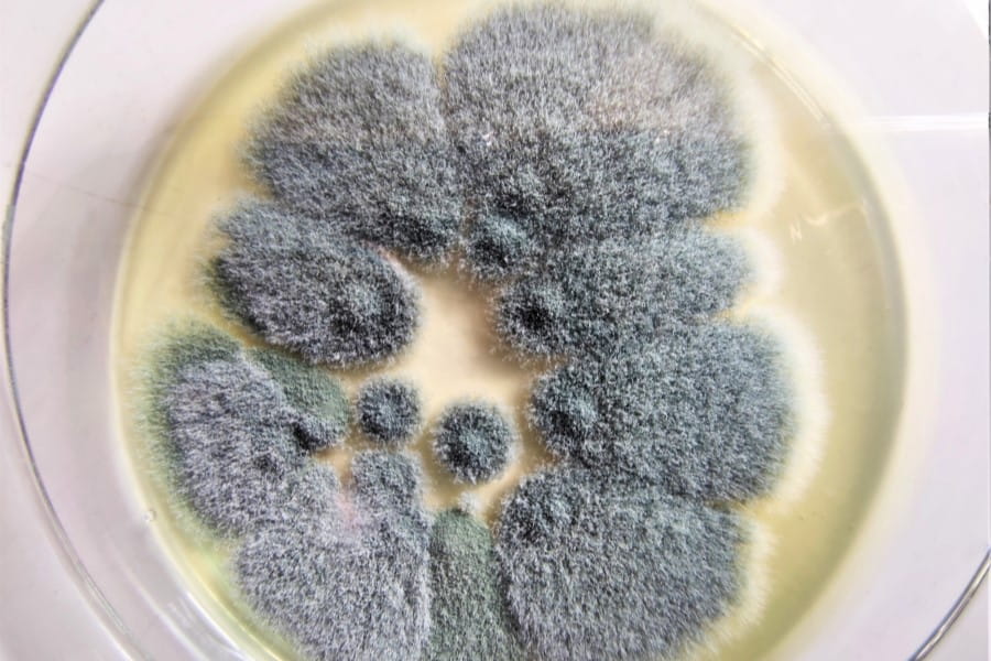 Szalka Petriego z wyhodowanym grzybem Aspergillus, wywołującym aspergilozę.