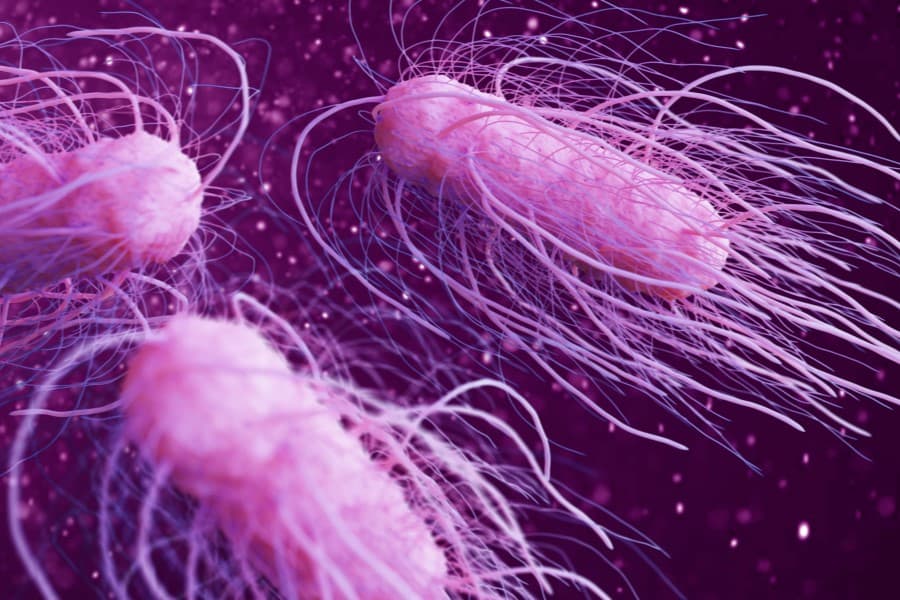Bakteria Salmonella typhi odpowiedzialna za zachorowanie na dur brzuszny.