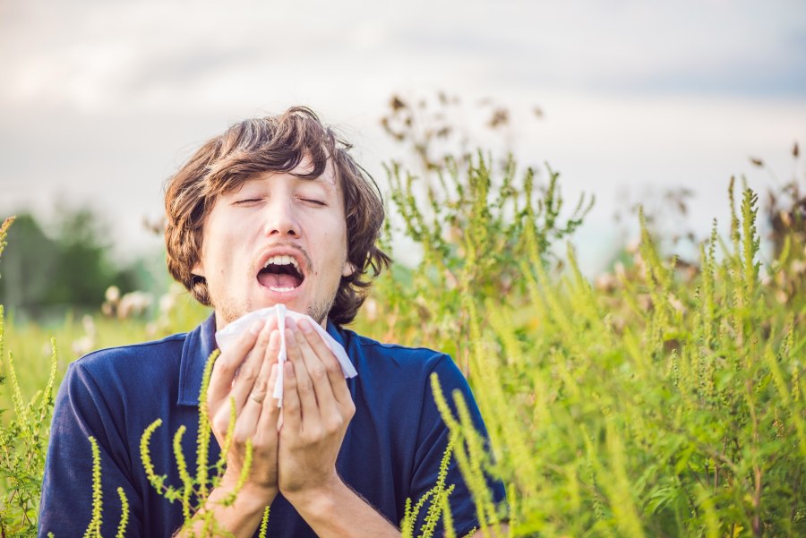 Kalendarz alergika: co pyli w sierpniu?