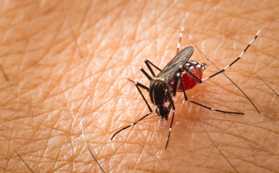repelenty na komary