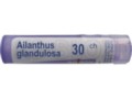 Ailanthus Glandulosa 30 CH interakcje ulotka granulki  4 g