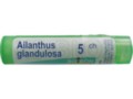 Ailanthus Glandulosa 5 CH interakcje ulotka granulki  4 g