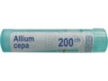 Allium Cepa 200 CH interakcje ulotka granulki  4 g