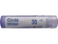 Cicuta Virosa 30 CH interakcje ulotka granulki  4 g