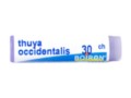 Thuya Occidentalis 30 CH interakcje ulotka granulki w pojemniku jednodawkowym  1 g